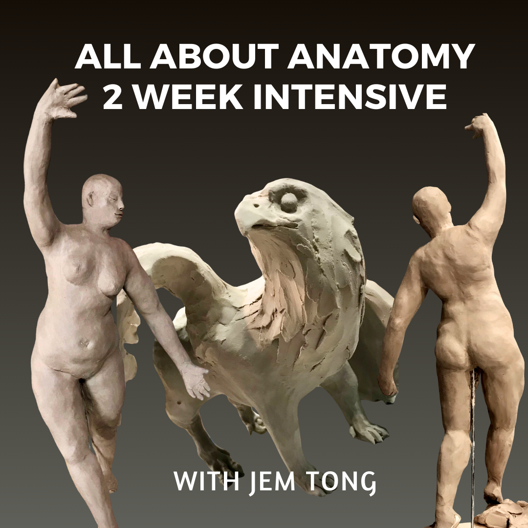 All About Anatomy: 2 Week Intensive. December 3rd, 5th, 10th, and 12th, from 9:30am - 12:30pm