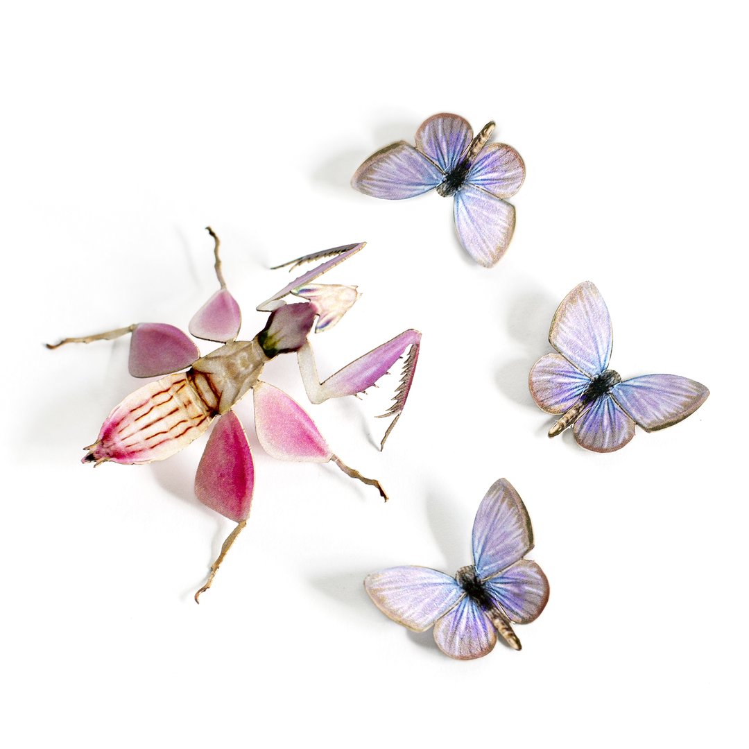 Paper Moth Specimen Set by Moth and Myth