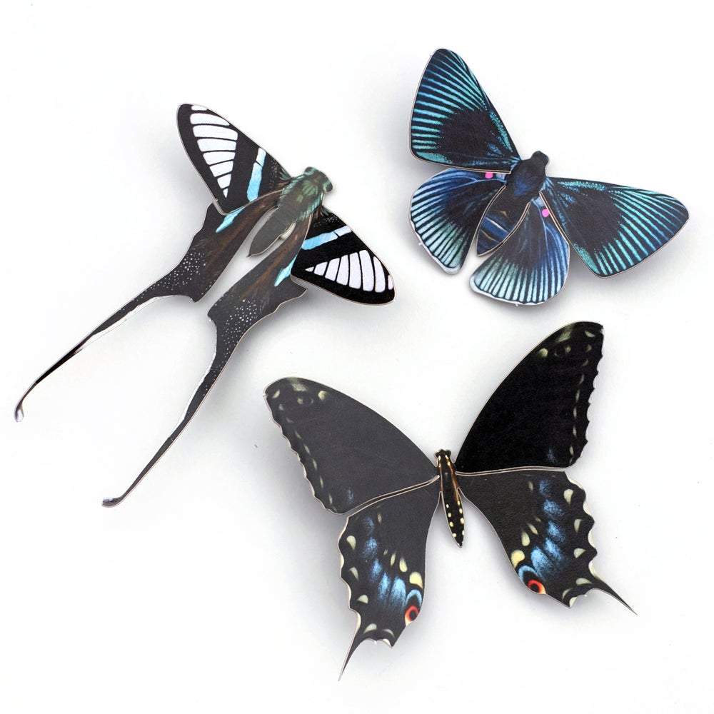 Paper Moth Specimen Set by Moth and Myth