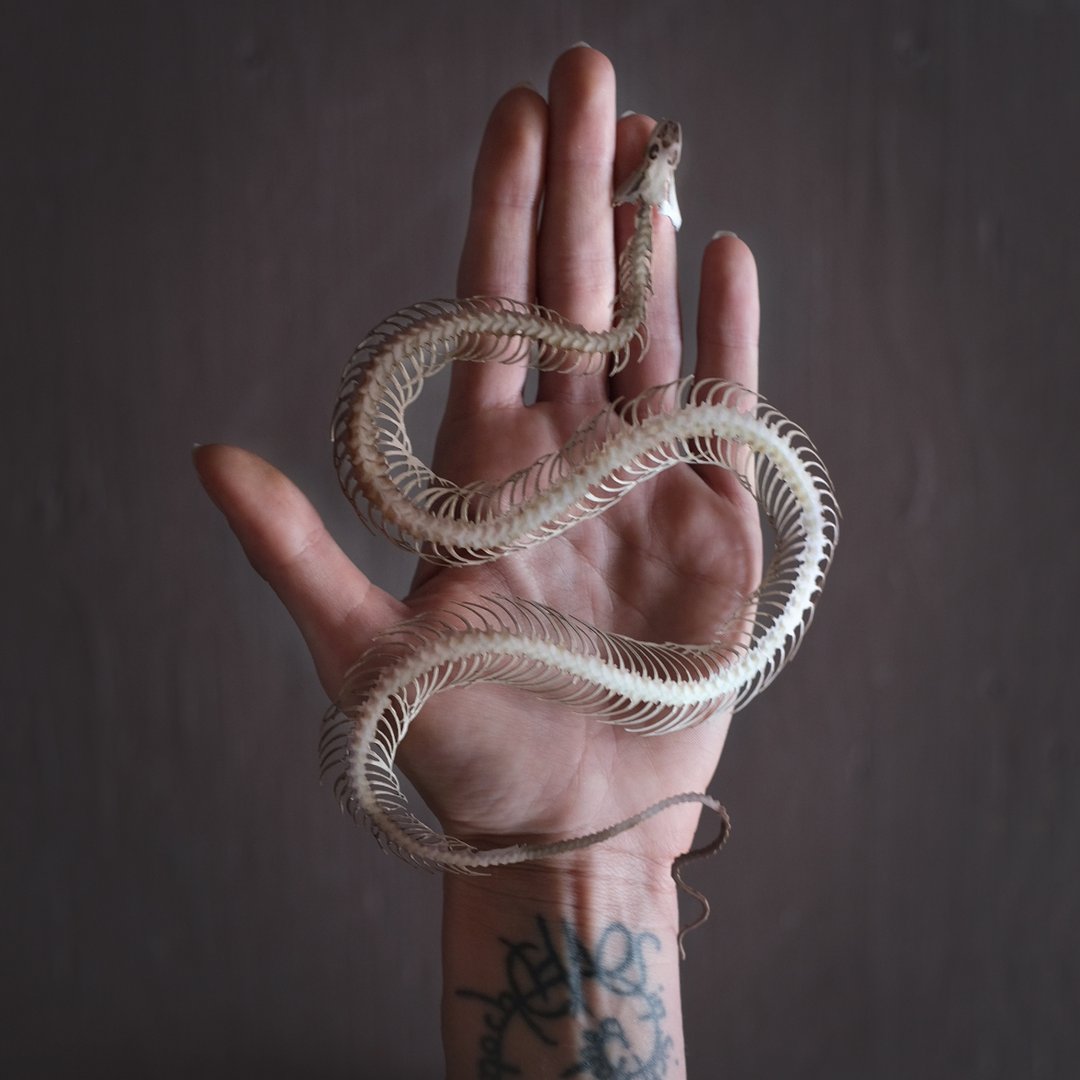 Temptress Snake Skeleton by Moth and Myth