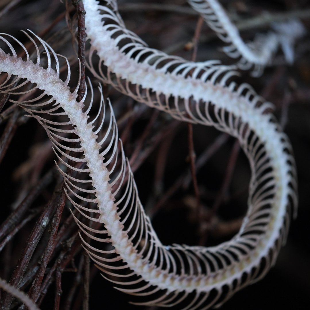 Temptress Snake Skeleton by Moth and Myth