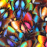 Daggerwing and Blue Buckeye Butterfly Holographic Sticker Set by Moth and Myth