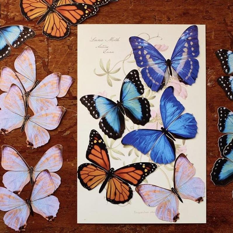 Paper Moth Specimen Set by Moth and Myth