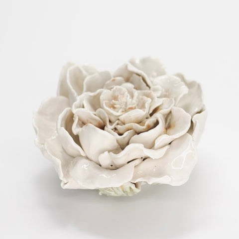 Porcelain Rose by Alison Grevstad