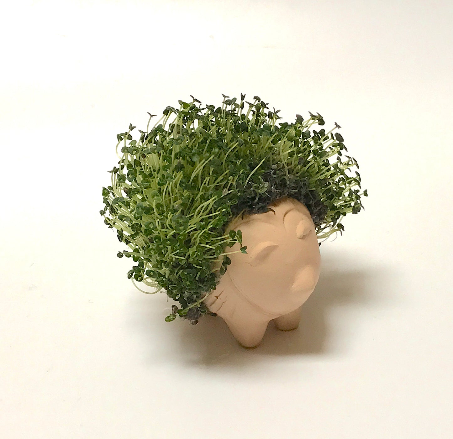 Chia Pets with Alison Kan Grevstad, July 5th from 12-3pm