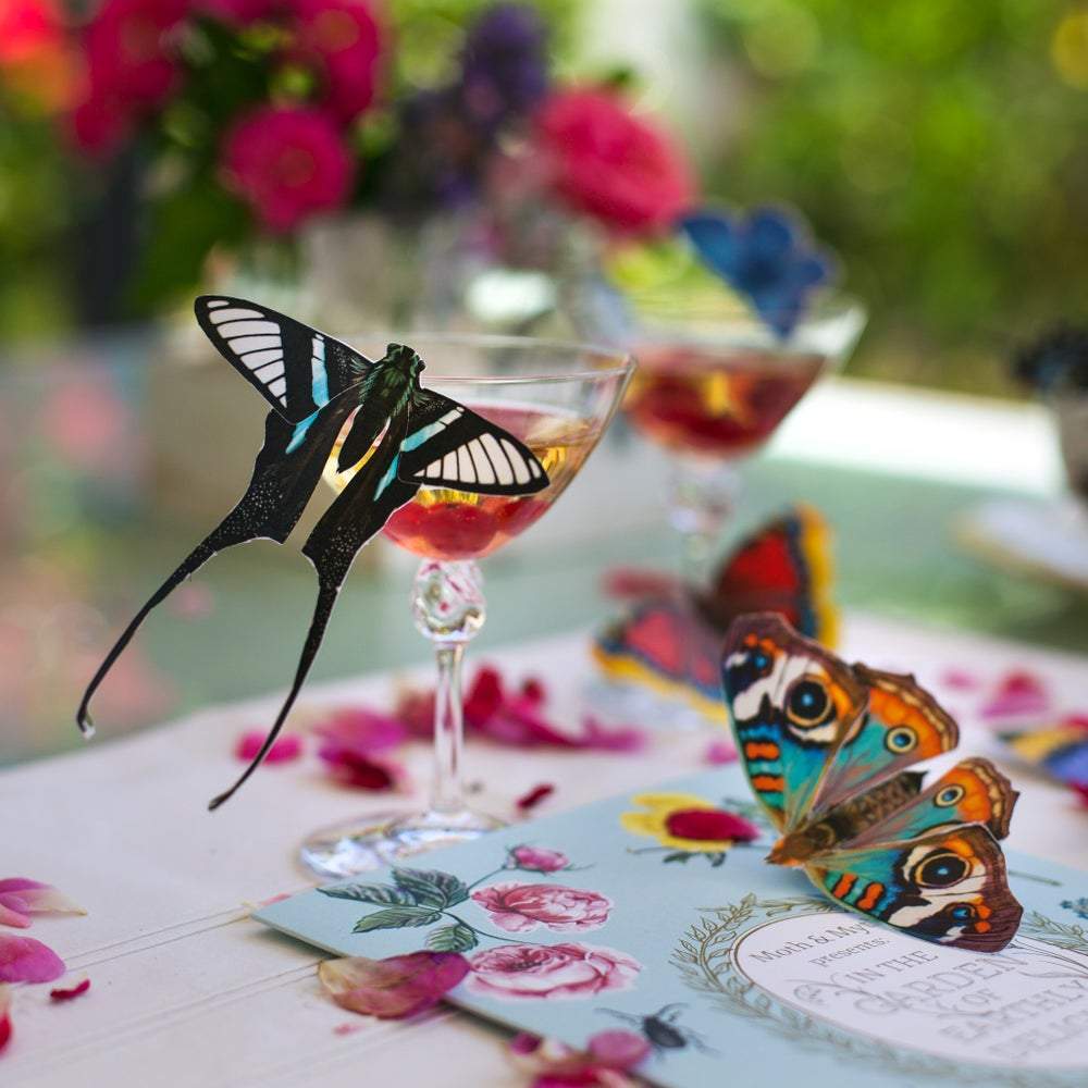 Paper Moth Specimen Set by Moth and Myth