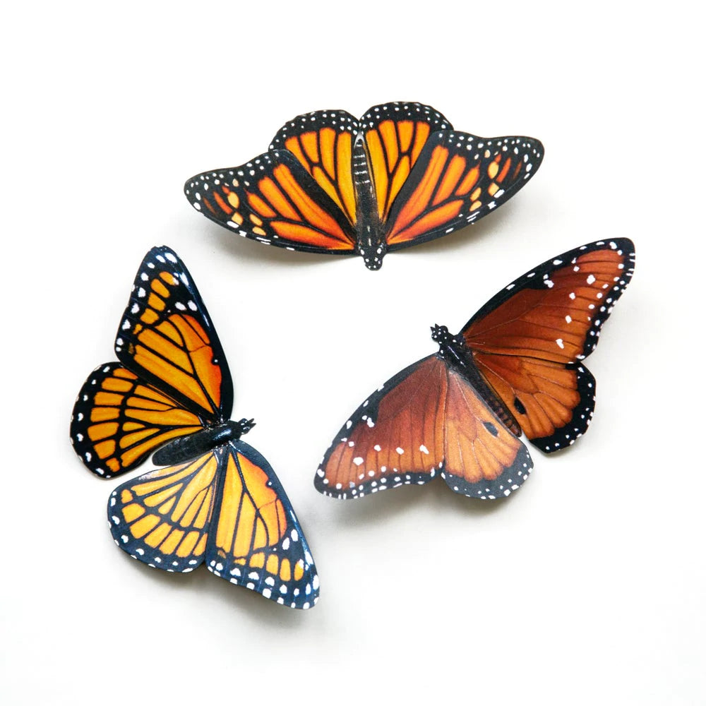 Paper Moth Specimen Set by Moth and Myth