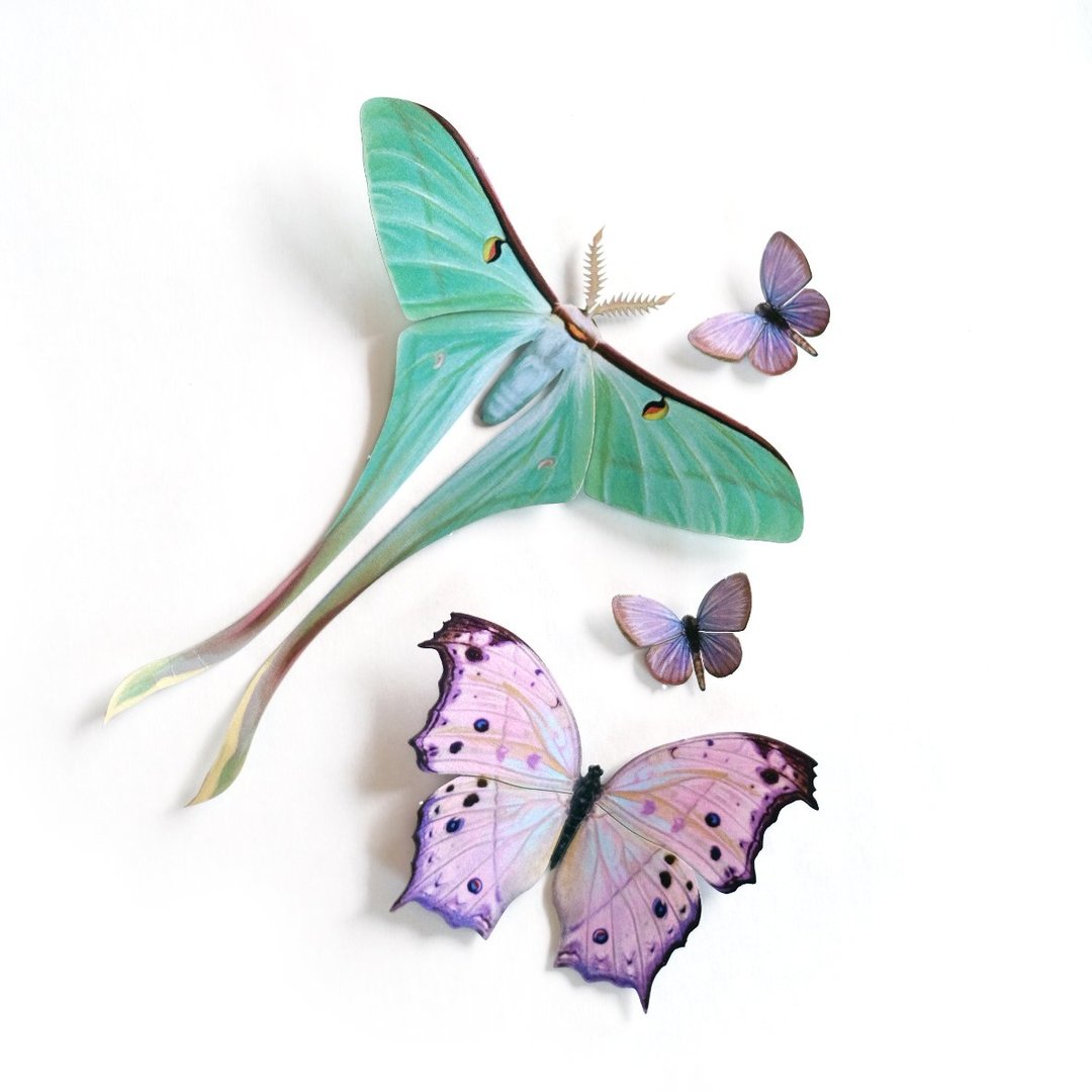 Paper Moth Specimen Set by Moth and Myth