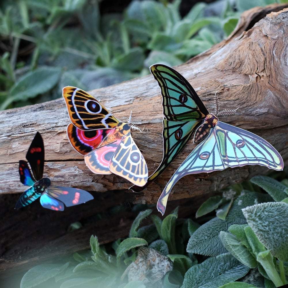 Paper Moth Specimen Set by Moth and Myth