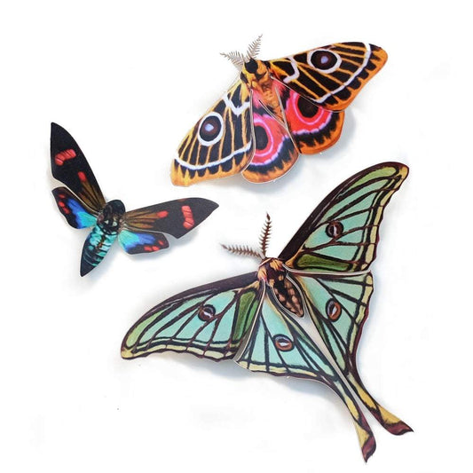 Paper Moth Specimen Set by Moth and Myth