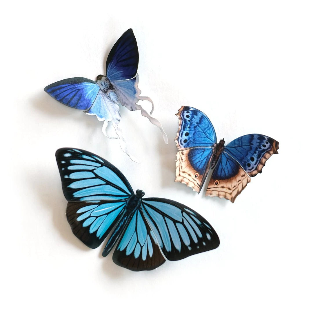 Paper Moth Specimen Set by Moth and Myth
