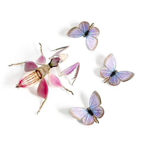 Paper Moth Specimen Set by Moth and Myth