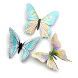Paper Moth Specimen Set by Moth and Myth