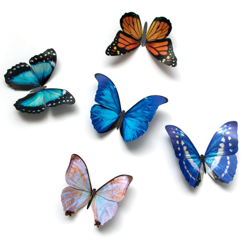 Paper Moth Specimen Set by Moth and Myth