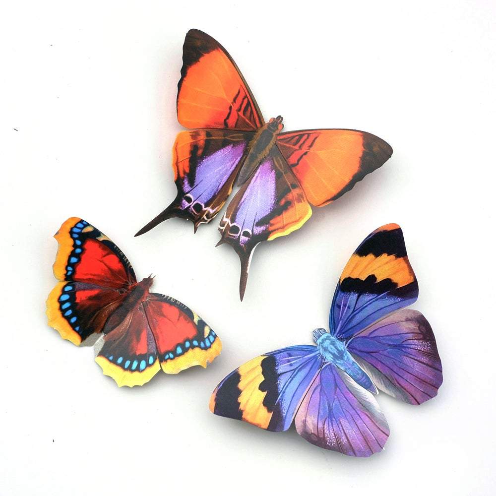 Paper Moth Specimen Set by Moth and Myth